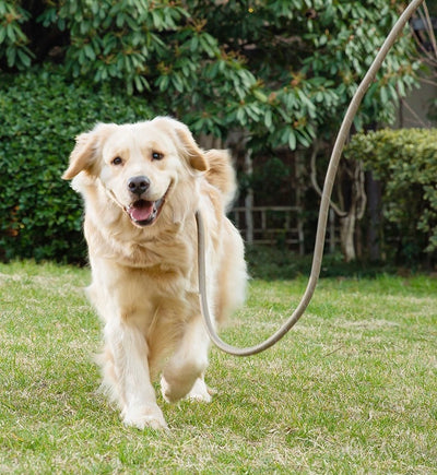 Adjustable Anti-Pull Dog Leash – Braided Nylon Rope, No-Choke, Escape-Proof for Medium & Large Dogs