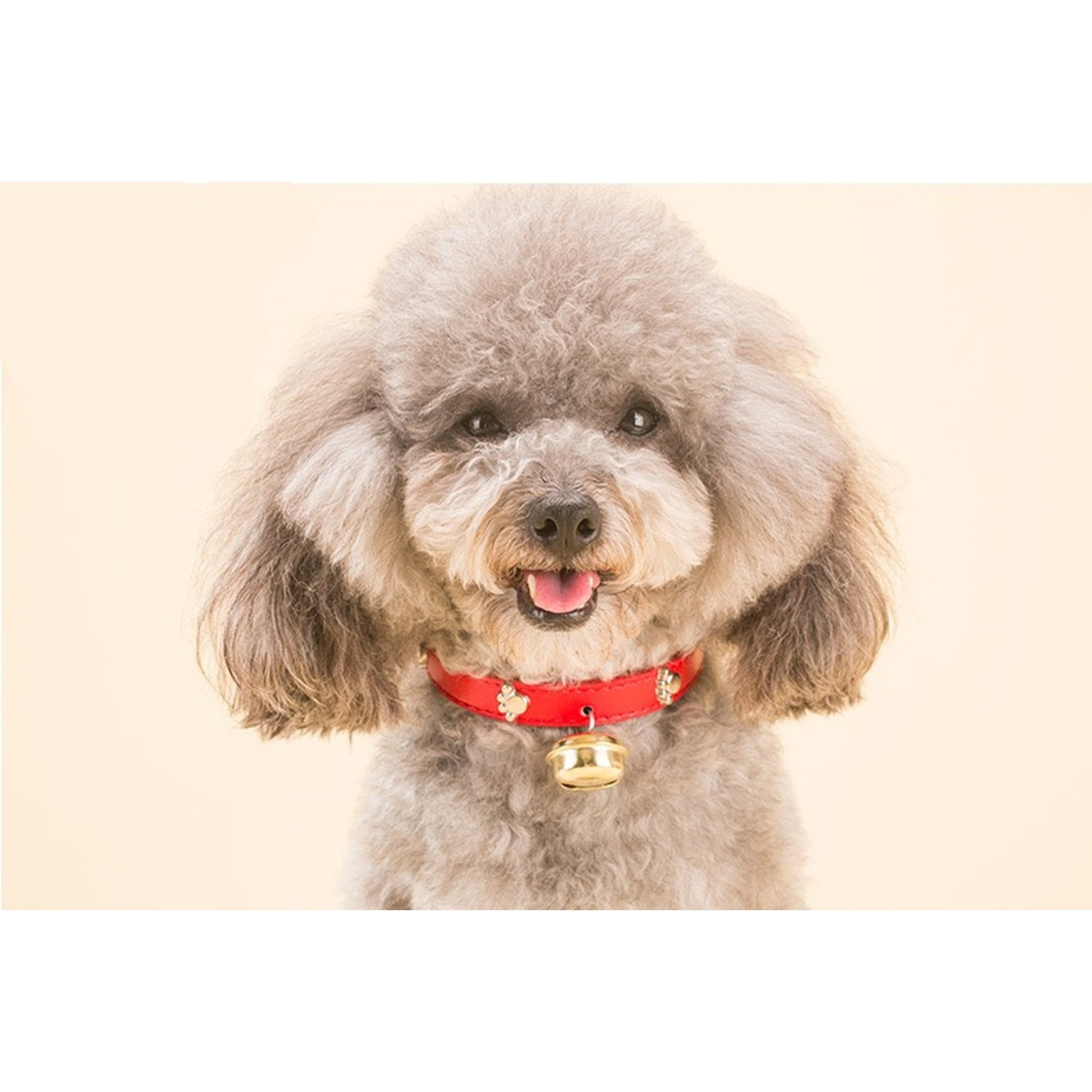 Adjustable Pet Collar with Bell – Cute Bone & Paw Design for Small Dogs & Cats